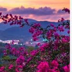 amal_khalifa_25 profile picture