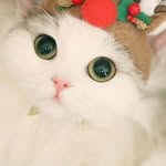 amani_b230 profile picture