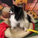 amaralpetz profile picture