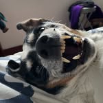 amarillastorni profile picture