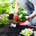 amazinggardenideas
