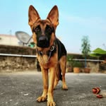 amie_the_gsd profile picture