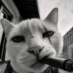 amin.chouchan profile picture