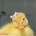 aminuaaanee profile picture