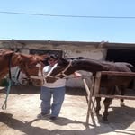 amiralhrawwi profile picture