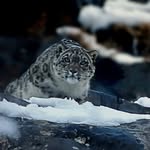 amirjaspa profile picture