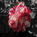 amissapneuma profile picture