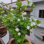 amlaavtiikushvaahaa profile picture