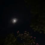 amnaa_aax profile picture