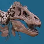 amnh profile picture