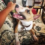 amy.bullterrier profile picture