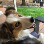 amychen86682 profile picture