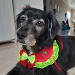 amy_lee_thedog profile picture