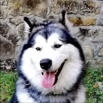amy_themalamute profile picture