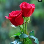 anaizakhan147 profile picture