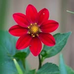 anam.aria11304 profile picture