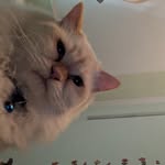 anamiyaa profile picture