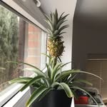ananas_zenek profile picture