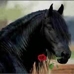 anarelytorres profile picture