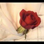 andrea_falcon profile picture