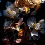 andreagentl profile picture