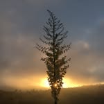 andrewmacpherson_official profile picture