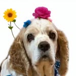 andythecocker profile picture