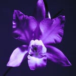 anezte profile picture