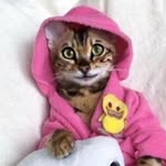 angelbengal profile picture