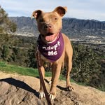 angelcitylogan profile picture