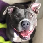 angelcitypits profile picture