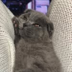 angel_scottish_fold profile picture