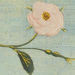 angelusmaris profile picture