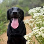 angie_the_servicedog profile picture