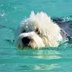anguillasheepdog profile picture