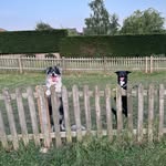 angus_and_ace profile picture