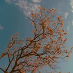 aniiket27_ profile picture