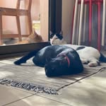 animal.kingdm profile picture