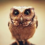 animal.lov.ers profile picture
