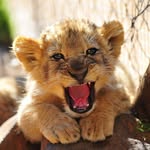 animal.puppy profile picture
