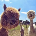 animal_clips profile picture