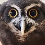 animal_embassy profile picture