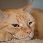 animalhelpkw profile picture