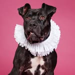 animalia.tichuphotography profile picture