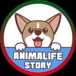 animalifestory profile picture