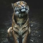 animalplanetlives profile picture