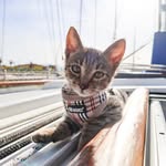 animalrescueyachtclub profile picture
