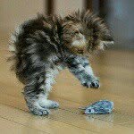 animals.clips profile picture