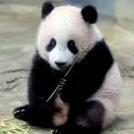 animals_care_ins profile picture