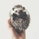 animalsinbowties profile picture